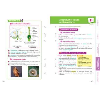 Fiches brevet Le tout-en-un du Brevet 2024 - 3e (toutes les matières)