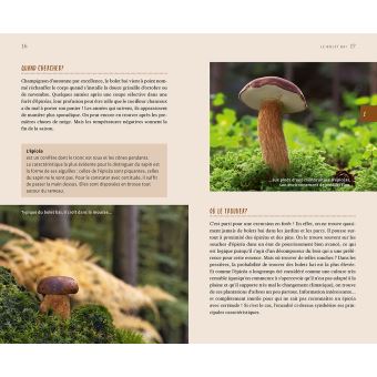 Les 11 meilleurs champignons sans se tromper