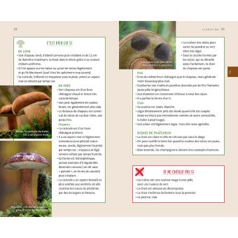 Les 11 meilleurs champignons sans se tromper