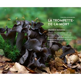 Les 11 meilleurs champignons sans se tromper
