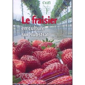 Le fraisier en culture sur substrat dvd