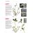 Dictionnaire visuel des plantes de la garrigue et_4