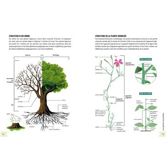 Petit guide illustré de botanique