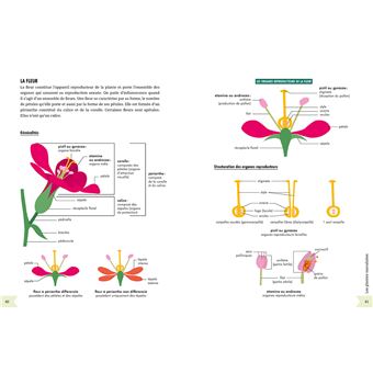 Petit guide illustré de botanique