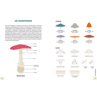 Petit guide illustré de botanique