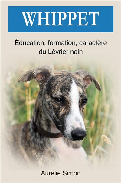 Whippet Education Formation Caract re du L vrier nain