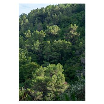 Arbres guérisseurs du corps, du c ur et de l esprit