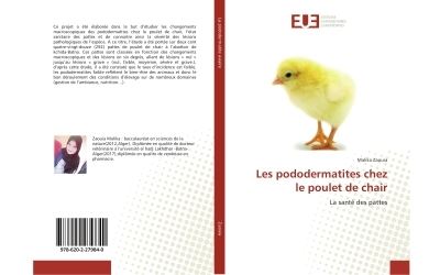 Les pododermatites chez le poulet de chair