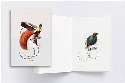 Oiseaux de paradis