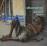 Down and out blues/inclus titre bonus_0