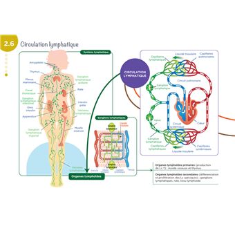 Diplôme Infirmier - IFSI - Cartes mentales - UE 2.2 - Cycles de la vie