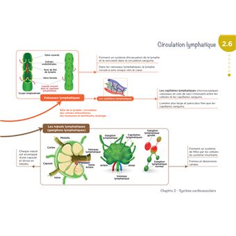 Diplôme Infirmier - IFSI - Cartes mentales - UE 2.2 - Cycles de la vie