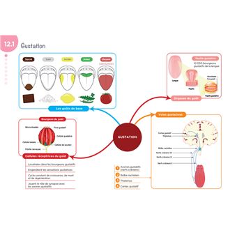 Diplôme Infirmier - IFSI - Cartes mentales - UE 2.2 - Cycles de la vie