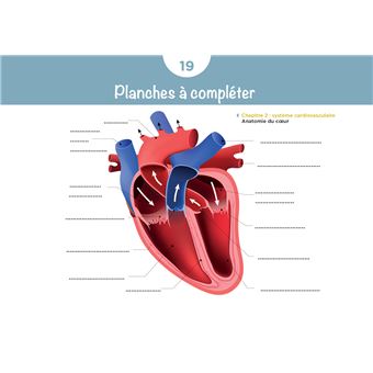 Diplôme Infirmier - IFSI - Cartes mentales - UE 2.2 - Cycles de la vie