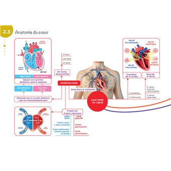 Diplôme Infirmier - IFSI - Cartes mentales - UE 2.2 - Cycles de la vie
