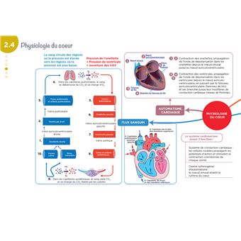 Diplôme Infirmier - IFSI - Cartes mentales - UE 2.2 - Cycles de la vie