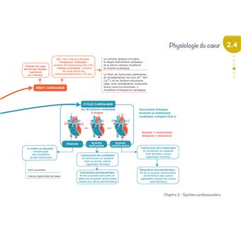 Diplôme Infirmier - IFSI - Cartes mentales - UE 2.2 - Cycles de la vie