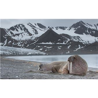 Grand Nord - Un monde à préserver