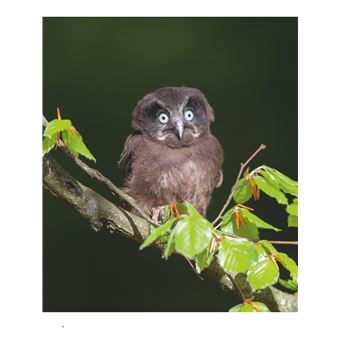 Chouettes et hiboux