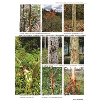 Impacts du grand gibier (2ème édition)