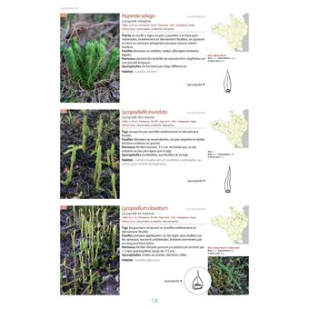 Flore du Massif Armoricain et ses marges