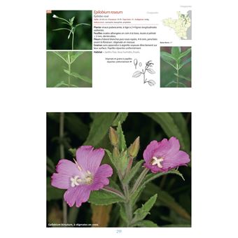 Flore du Massif Armoricain et ses marges