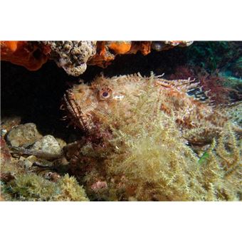 Découverte du milieu marin