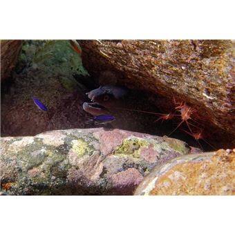 Découverte du milieu marin