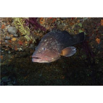 Découverte du milieu marin