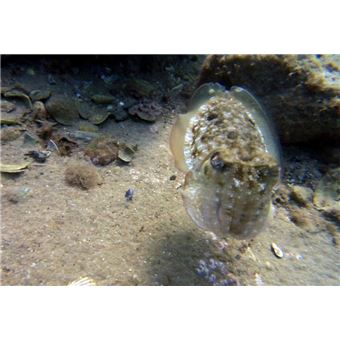 Découverte du milieu marin