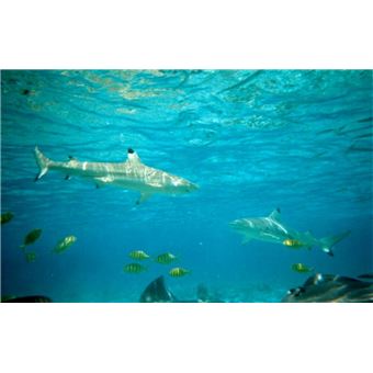 Découverte du milieu marin