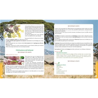 Le pouvoir caché des arbres