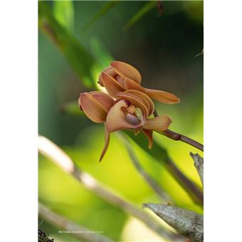 Les Orchidées de Guyane