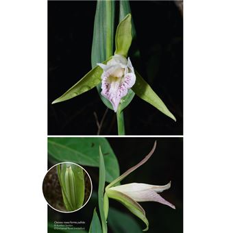 Les Orchidées de Guyane