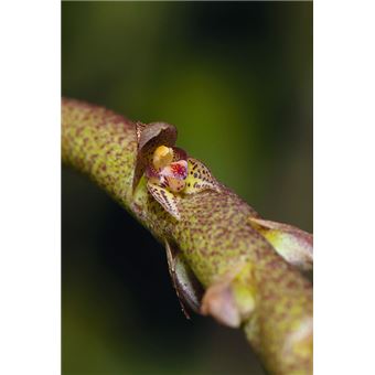 Les Orchidées de Guyane