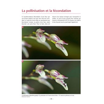 Les Orchidées de Guyane