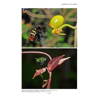 Les Orchidées de Guyane