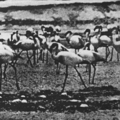 Flamingo/digipack
