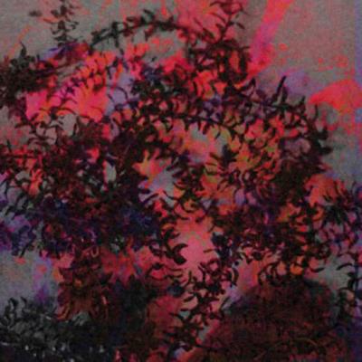 Treillis - Double vinyle blanc + coupon MP3 - Edition limitée à 500 exemplaires