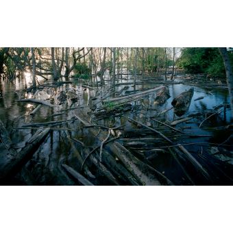 Lettre à Bruno Manser