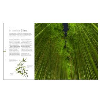 Flora - Un fascinant voyage au coeur du monde végétal