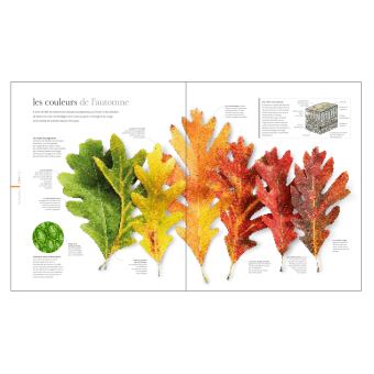 Flora - Un fascinant voyage au coeur du monde végétal