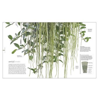 Flora - Un fascinant voyage au coeur du monde végétal