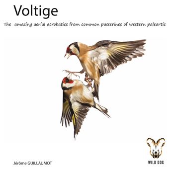 Voltige
