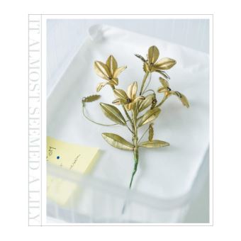 It almost seemed a lily