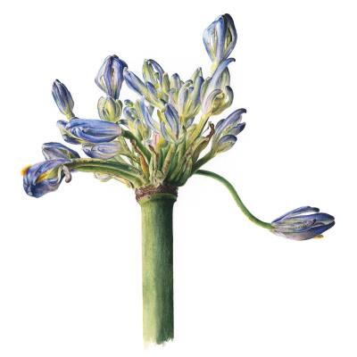 PETAL SPLIT/LP