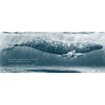 Petite baleine