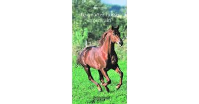Le Quarter Horse américain, cheval unique et multiple