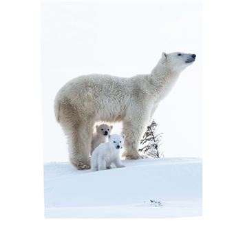 Défis nature   Premières lectures   Un ourson intrépide