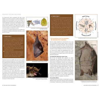 Chauves-souris et forêt